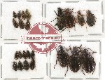 Scientific lot no. 266 Carabidae (23 pcs)