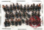 Scientific lot no. 261 Carabidae (33 pcs)