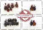 Scientific lot no. 37 Attelabidae (22 pcs)