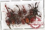 Scientific lot no. 33 Attelabidae (12 pcs)