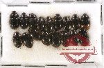 Scientific lot no. 37A Dytiscidae (10 pcs)