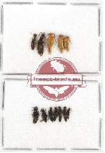 Malachidae Scientific lot no. 5 (10 pcs)