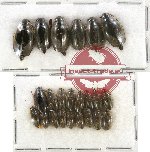 Gyrinidae Scientific lot no. 29 (23 pcs)