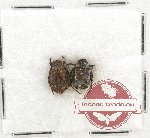 Scientific lot no. 27 Cetoniidae (Valgini) (2 pcs)