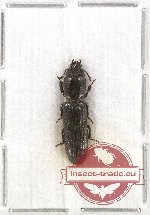 Scientific lot no. 2A Temnochilidae (1 pc)