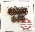 Scientific lot no. 34 Endomychidae (8 pcs)