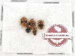 Scientific lot no. 30 Endomychidae (3 pcs)