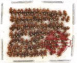 Scientific lot no. 84 Nitidulidae (ca 100 pcs)