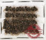 Scientific lot no. 212A Hymenoptera (50 pcs)