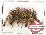 Scientific lot no. 215A Hymenoptera (5 pcs)