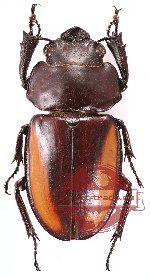 Neolucanus cingulatus ssp. lansbergei