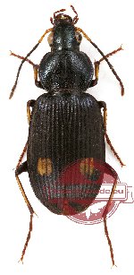 Chlaenius sp. 9