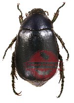 Anomala sp. 4