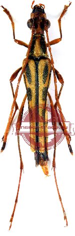 Idiostrangalia aurosa