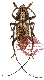 Pelargoderus arouensis (m A-, f A)