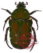 Glycyphana (Euglycyphana) moluccarum