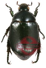 Anomala sp. 3