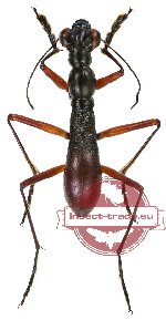 Tricondyla brunnea (A-)