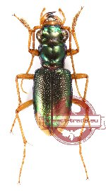 Tetracha distinguenda