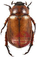 Anomala anguliceps
