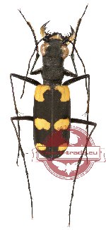 Callochroa pseudosiamensis