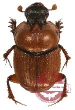 Onthophagus sp. 17 (10 pcs)