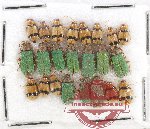 Scientific lot no. 195 Chrysomelidae (23 pcs)