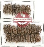 Scientific lot no. 152A Rutelinae (Adoretini) (21 pcs)