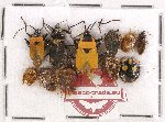 Scientific lot no. 435A Heteroptera (11 pcs)
