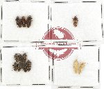 Scientific lot no. 419A Heteroptera (13 pcs)