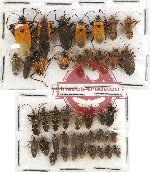 Scientific lot no. 441A Heteroptera (42 pcs)