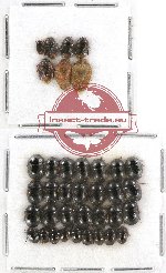 Scientific lot no. 417A Heteroptera (37 pcs)