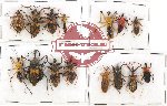 Scientific lot no. 426A Heteroptera (15 pcs)