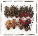 Scientific lot no. 423A Heteroptera (10 pcs)