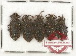 Scientific lot no. 424A Heteroptera (5 pcs)
