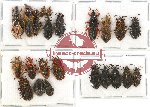 Scientific lot no. 446A Heteroptera (24 pcs)