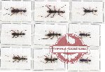 Scientific lot no. 36 Cicindelidae (Neocollyris spp.) (9 pcs A, A-, A2)