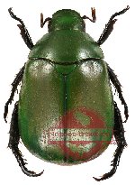 Anomala collotra