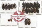 Scientific lot no. 447A Heteroptera (22 pcs)