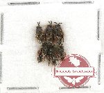Scientific lot no. 213A Hymenoptera (6 pcs)