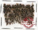 Scientific lot no. 211A Hymenoptera (63 pcs)