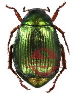 Anomala delavayi (2 pcs)