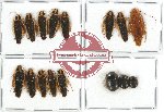 Scientific lot no. 14 Blattodea (16 pcs)