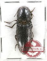 Scientific lot no. 87A Elateridae (1 pc)