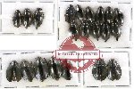 Gyrinidae Scientific lot no. 28 (21 pcs)