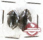 Gyrinidae Scientific lot no. 24 (2 pcs)