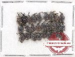 Scientific lot no. 34 Attelabidae (27 pcs)