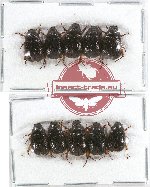 Scientific lot no. 74A Melolonthinae (10 pcs A, A-, A2)