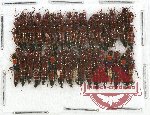 Scientific lot no. 99 Staphylinidae (33 pcs)