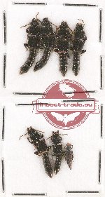 Scientific lot no. 87 Staphylinidae (6 pcs)